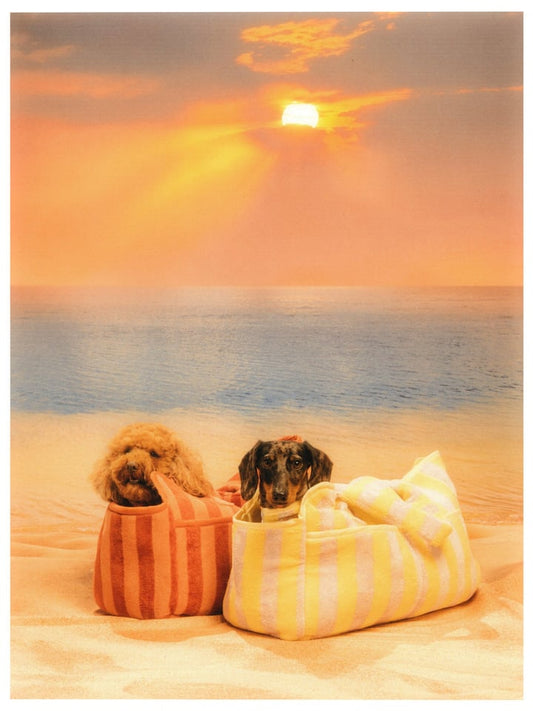 Dog Carrier – Yellow Stripe