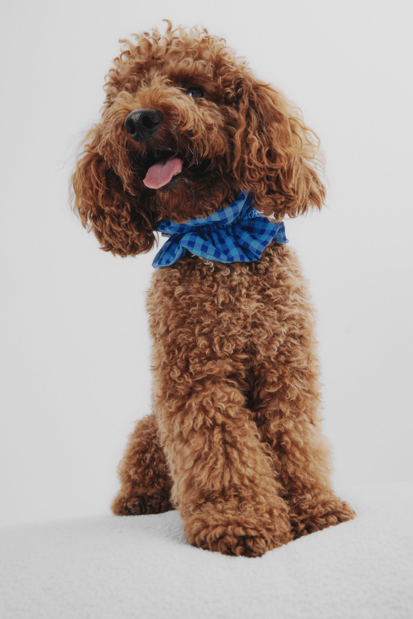 Doglace Vichy azul