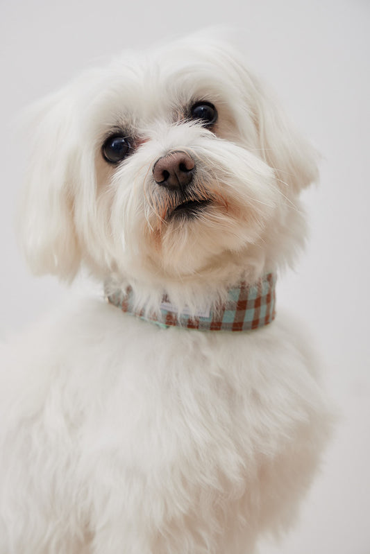 Collarín Vichy Marrón y Azul