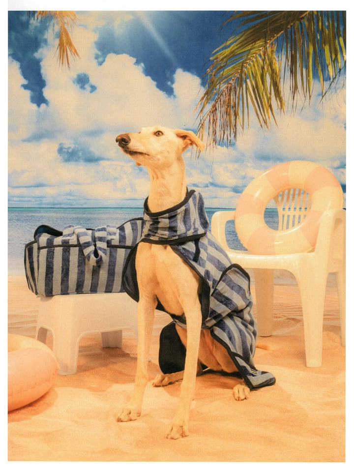 Dog Carrier – Blue Stripe