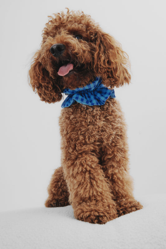 Doglace Vichy azul