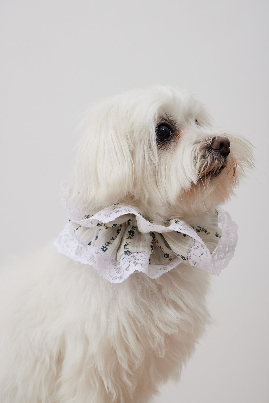 Doglace Floral Crudo