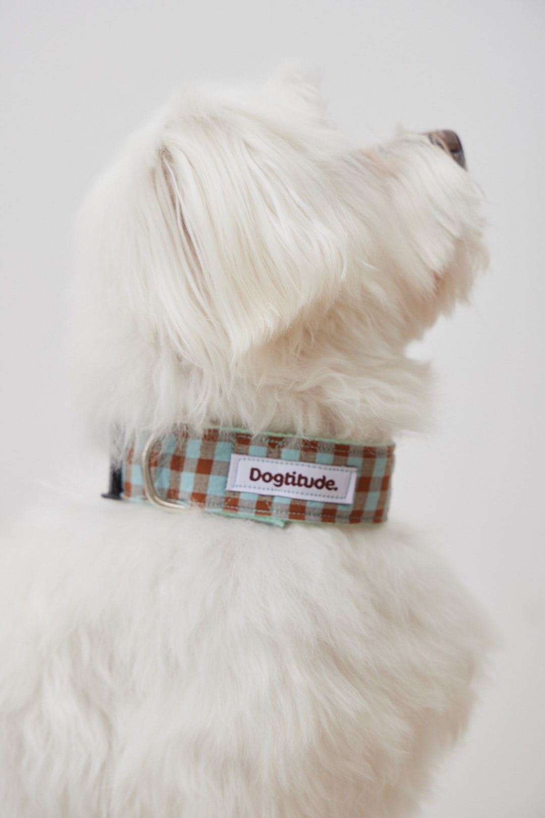 Collarín Vichy Marrón y Azul