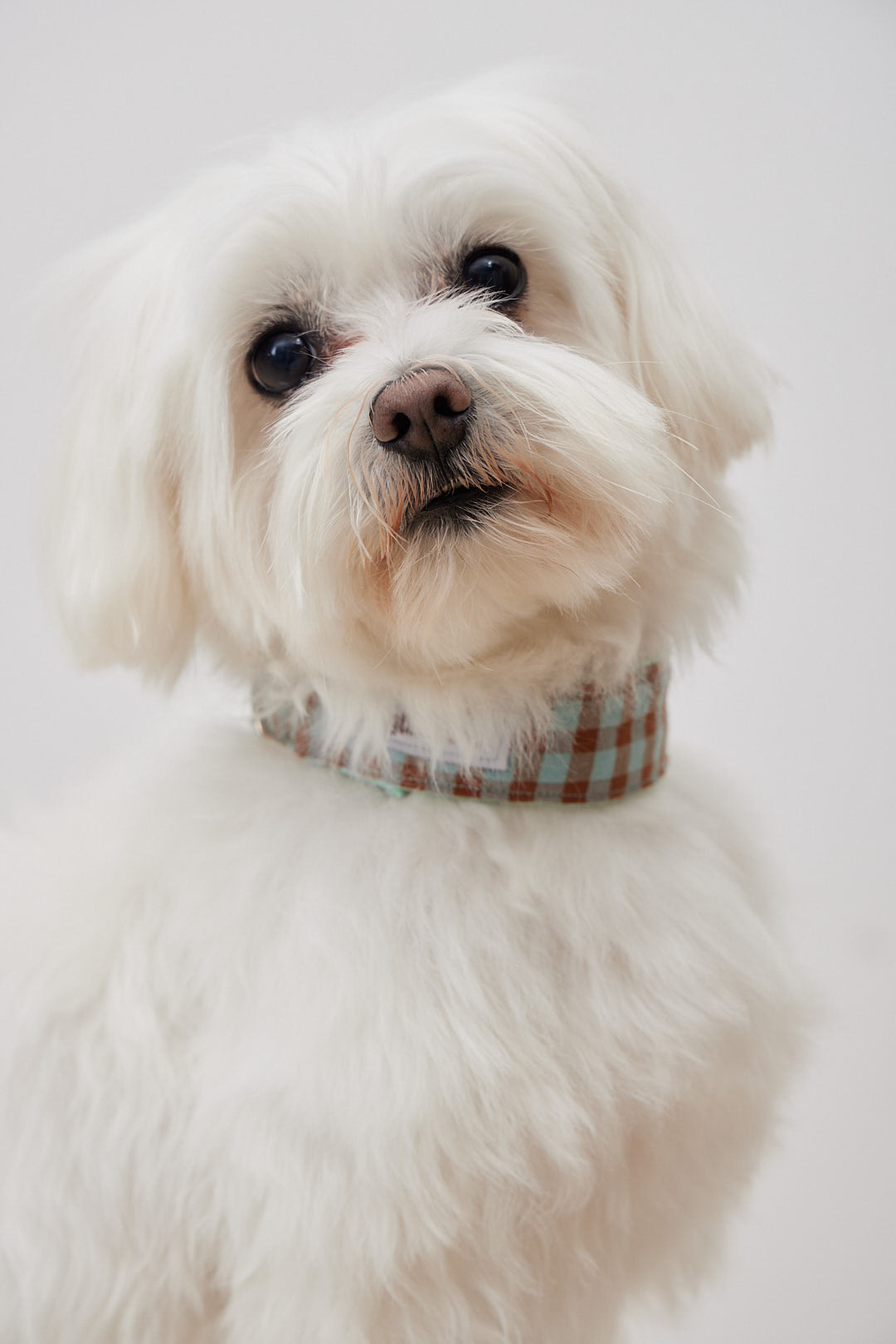 Collarín Vichy Marrón y Azul