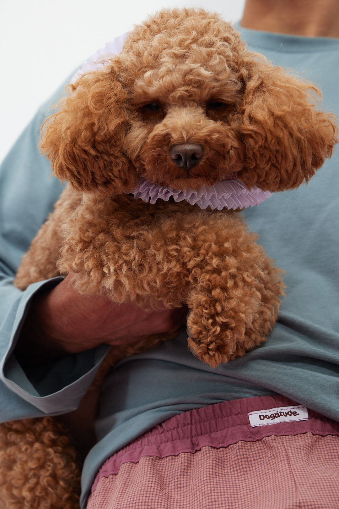 Doglace Minicuadro Morado