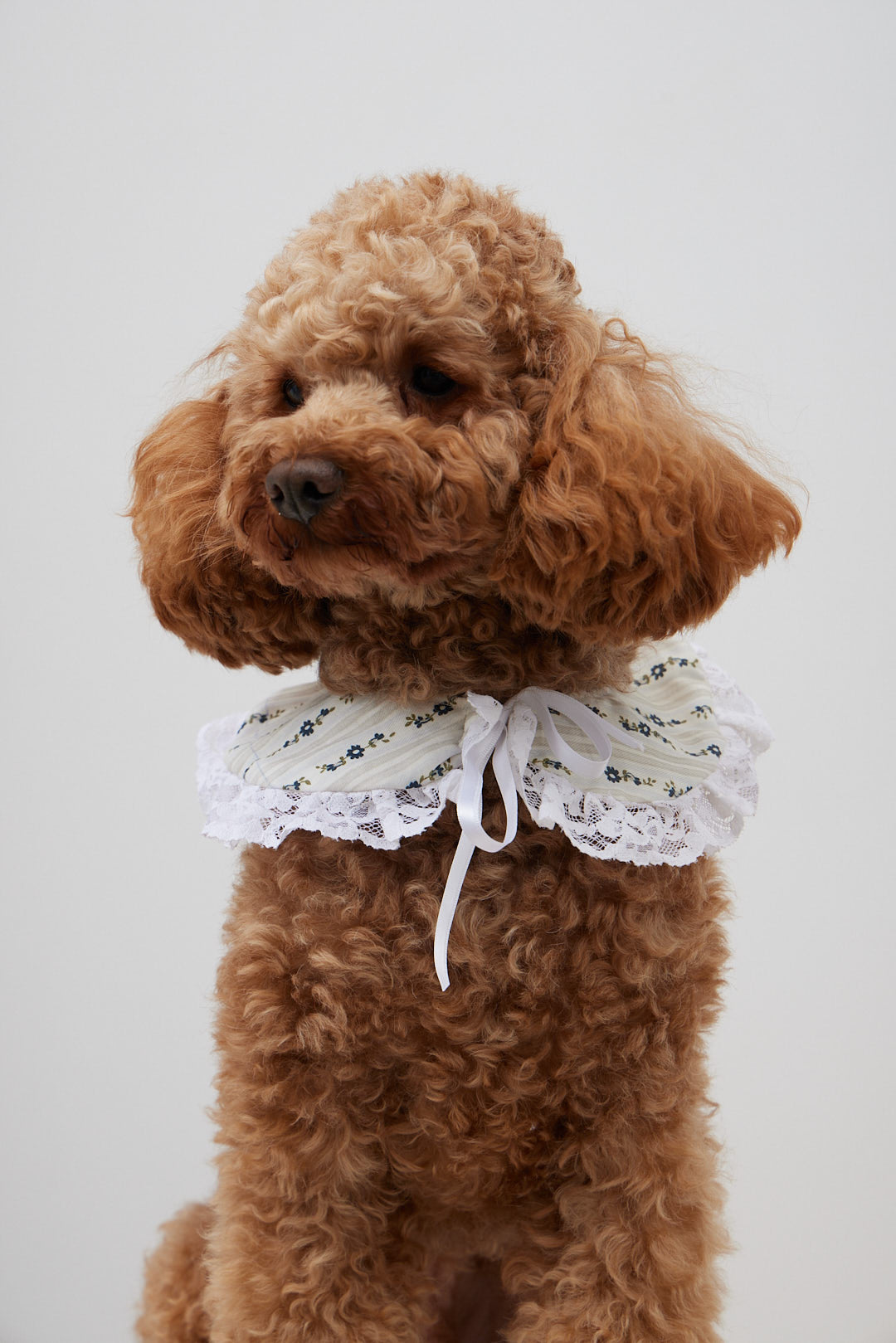 Doglace Origins Floral Crudo