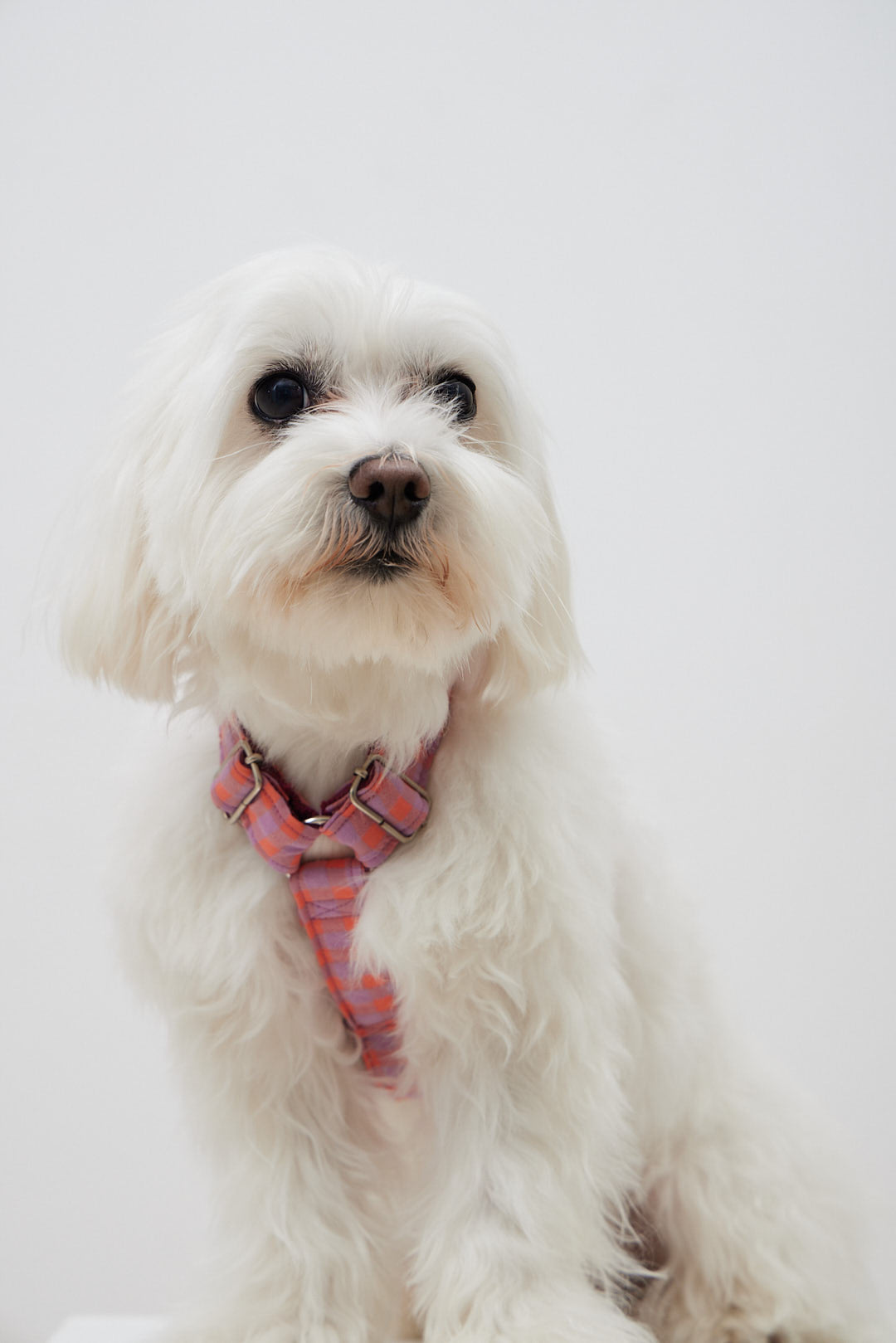 Arnés Cuadros Multicolor Rosa Naranja